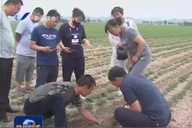 「锦州」义县：专家把脉问诊 助推花生产业发展图片