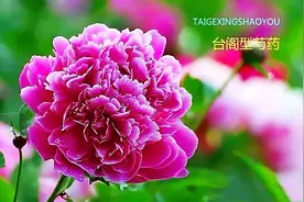 芍药为什么没有评上中国十大名花？图片