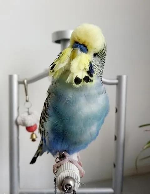 黄绿鱼鳞鹦鹉