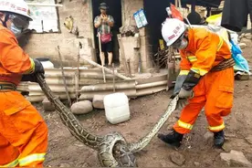 云南3.6米长巨蟒进家吞掉6只鸭子，是国家二级保护动物，现已放生图片