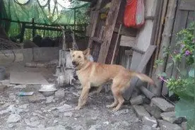 《土狗》作者•朱旻图片