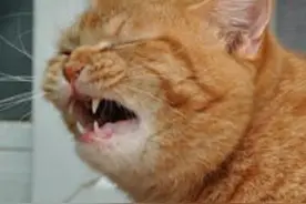 猫咪打喷嚏流鼻涕，是感冒了？不，也许是猫鼻支，铲屎官要注意了图片