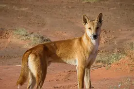 来自东方的土犬，是如何一步步打败野兽，成为澳洲头号猛兽的？图片