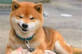 狗狗会被传染新型冠状病毒肺炎吗 会有哪些症状表现图片