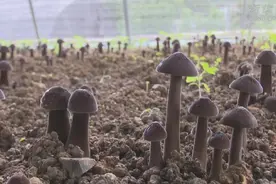 贵州余庆：黑皮鸡枞菌进入采摘季 农民喜获致富“黑金”图片