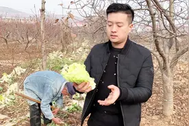 山里白菜两分钱一斤，冻了的白菜只能烂在地里，看着实在让人心痛视频封面