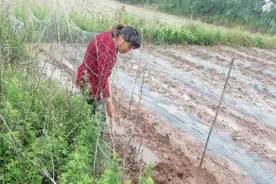二十年前老汉靠养鹅娶了一个带儿女的老伴，现在他们对老汉咋样图片