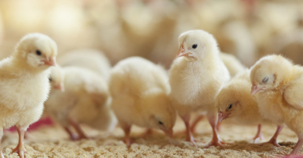 家禽养殖过程中如何给雏鸡正确使用开口药？