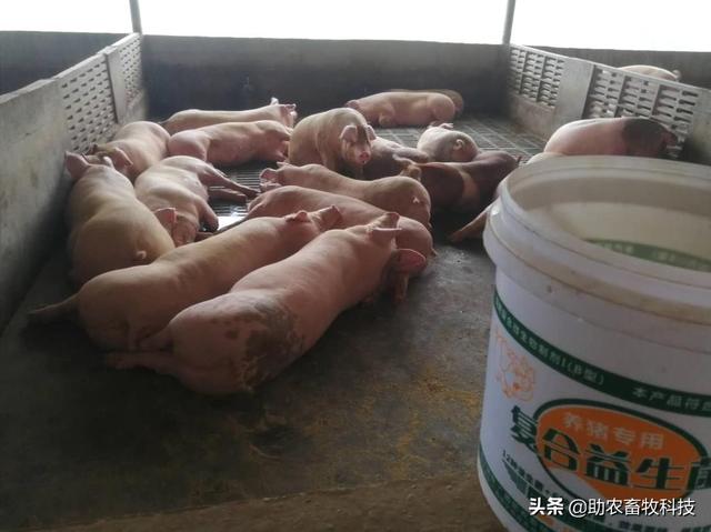 猪场臭味氨气用复合益生菌体内外运用效果好