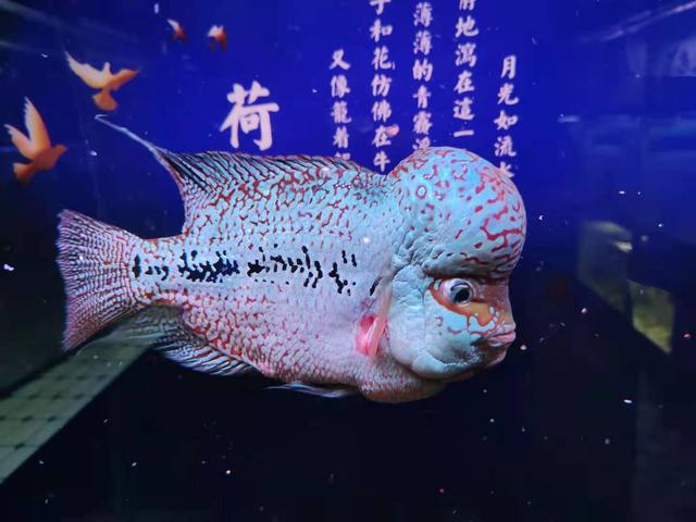 猫能吃带鱼鳞的鱼吗