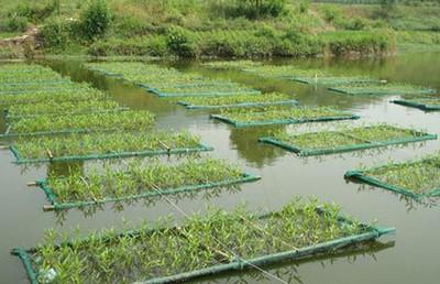 草鱼喜食的牧草种类以及投喂技术