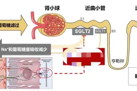 达格列净降糖效果真的不错，为什么医生不愿给女性病人使用？图片