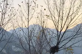 谁能知道，秋天的代言者，最早就是一只蟋蟀图片