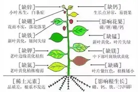 农作物缺素症状图文大全！（果断收藏）图片