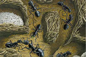 蚂蚁正在建造“地下城市”？城市规划一应俱全，可能取代人类吗？图片