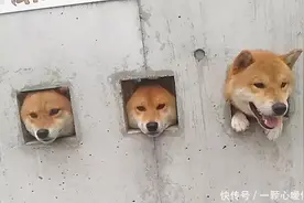 三只可爱柴犬洞口讨食，游客本想投食，看到墙上的贴纸转身就走图片