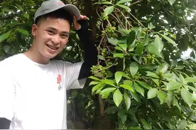 丰收年来了，古龙大红八角嫁接木产量高图片