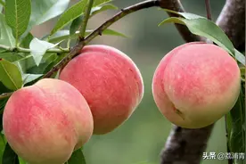 桃树可以和哪些果树嫁接，如何进行嫁接图片