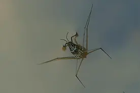 盘点动物中的十大“超能力战士”图片