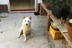 柴犬妈妈被偷，主人重金寻狗，狗狗回家后，竟忘记了自己的宝宝图片