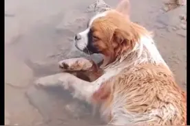 狗狗双腿被铁丝拴住，臀部伤口溃烂满是苍蝇，只能躺河边慢慢等死图片