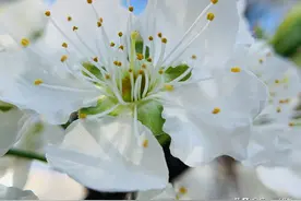 一枝梨花压海棠图片