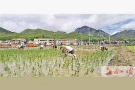 莆田市仙游县举行抖音现场直播插秧节活动图片
