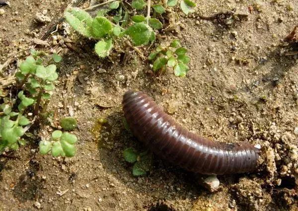 蚯蚓粪确实牛逼，不信你看？