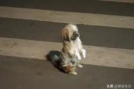 狗狗被主人遗弃，为了能重新有个家，不顾危险坐在路中央求收养图片