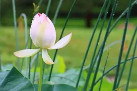 时光的慈，岁月的悲，谁用冷暖荒了流年，谁把青春耗成落花图片