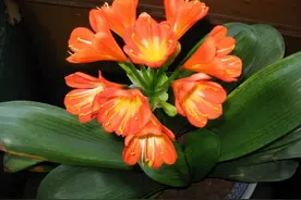 这10种植物常被误认为是兰花，别再闹笑话了图片