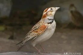 新野保名录来了，中国“四大笼养鸟”怎么办？图片