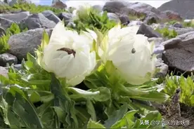 每日一中药——雪莲花图片