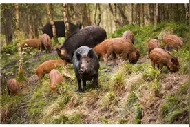通过了！河南信阳批准对野猪进行猎杀，野猪的好日子到头了？图片