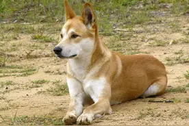 大洋洲特有动物——澳洲野犬图片