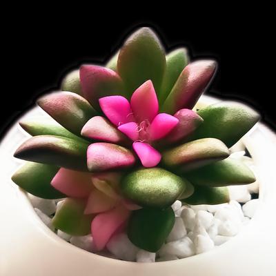 多肉植物品种大全多肉荷花(多肉植物图片 品种)-措必培