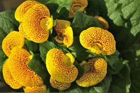 蒲包花也叫元宝花奇特的花形，花期长，好养，惹人喜爱图片