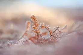 霜降：露结为霜，入夜渐微凉图片