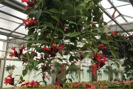 世界花卉大观园一日游图片
