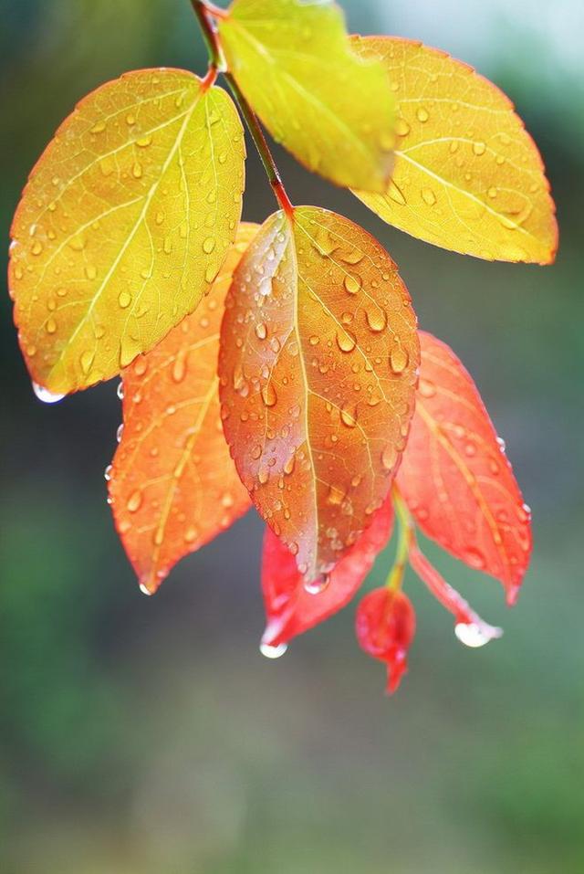 散文：聆听晚秋风雨，触摸人生情感