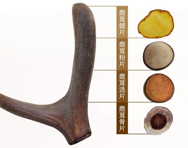 《本草精荟》：补肾益精：鹿茸的功效与应用