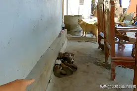 狗狗生下11只小狗，主人却很为难，送人都不要，“谁还养土狗”图片