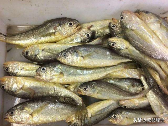 黄花鱼与黄姑鱼区别图片 黄花鱼与黄姑鱼区别图片大全