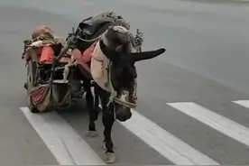 河北大爷躺驴车上呼呼大睡，毛驴“自动驾驶”寻回家，过路人看懵图片