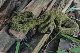 被吹上天的莽山烙铁头，还妄想与眼镜王蛇碰瓷，你觉得有可能？图片