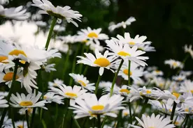诗词丨缘来缘去缘如水，花开花落终有时图片