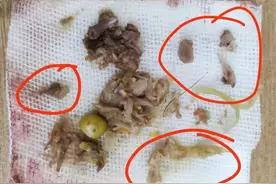 网友说狗吃犬喜爱鲜粮吃到骨头后去世，我去检测发现是个三无产品图片