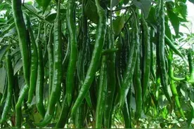 辣椒喷醋的最佳时间以及正确方法，为什么要喷醋？有哪些好处？图片