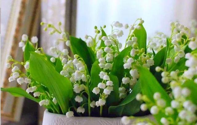 贝拉小蜜蜂草本身体乳