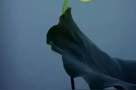 当心你的善良喂了狗，过度的对别人好，不如对自己好图片